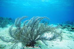 Just thought this turned out nice by John Peal 